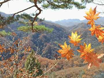 国色芳华秦胜意反杀王擎，秦胜意反杀王擎，国色芳华风云变幻